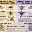 Hornet vs Carpenter Bee How to Tell Them Apart