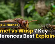 How do IPM programs work? 3 Hornet vs Wasp: 7 Key Differences Best Explained