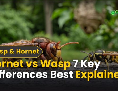 Hornet vs Wasp: 7 Key Differences Best Explained