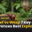 Hornet vs Wasp: 7 Key Differences Best Explained 8 Hornet vs Wasp: 7 Key Differences Best Explained