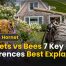 Hornets vs Bees 7 Key Differences Best Explained