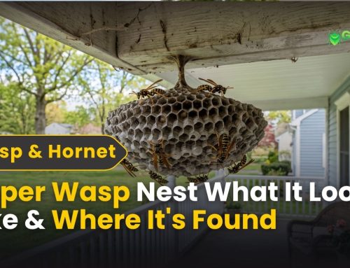 Paper Wasp Nest: What It Looks Like & Where It’s Found