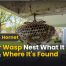 Paper Wasp Nest: What It Looks Like & Where It's Found 2 Paper Wasp Nest: What It Looks Like & Where It's Found