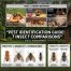 Pest Comparison Content Hub 7 Guides to Identify Bugs Fast
