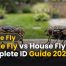 Stable Fly vs House Fly Best Complete ID Guide 2026