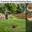 Wasp Nest in The Ground Best Guide for CT Homes in 2026