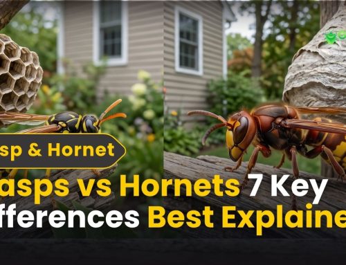 Wasps vs Hornets: 7 Key Differences You Need to Know