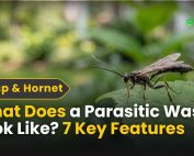 How do IPM programs work? 5 What Does a Parasitic Wasp Look Like? 7 Key Features