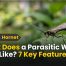What Does a Parasitic Wasp Look Like? 7 Key Features 2 What Does a Parasitic Wasp Look Like? 7 Key Features