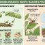 What Is a Parasitic Wasp? 7 Essential Facts You Should Know 2 What Is a Parasitic Wasp? 7 Best Essential Facts