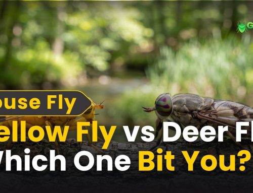 Yellow Fly vs Deer Fly: Which One Bit You?