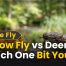 Yellow Fly vs Deer Fly Which One Bit You in 2026?