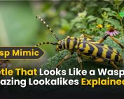 How do IPM programs work? 2 Beetle That Looks Like a Wasp 10 Amazing Lookalikes Explained