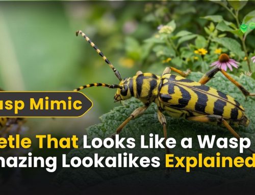 Beetle That Looks Like a Wasp: 10 Amazing Lookalikes Explained