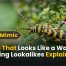 Beetle That Looks Like a Wasp: 10 Amazing Lookalikes Explained 2 Beetle That Looks Like a Wasp 10 Amazing Lookalikes Explained