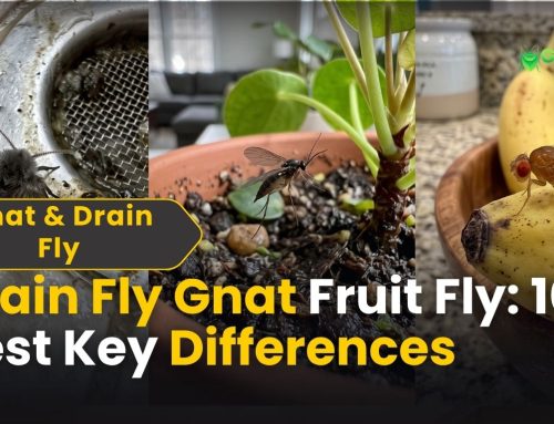 Drain Fly vs Gnat vs Fruit Fly: 10 Key Differences to Know