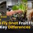 Drain Fly vs Gnat vs Fruit Fly: 10 Key Differences to Know 2 Drain Fly Gnat Fruit Fly 10 Best Key Differences