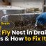 Fruit Fly Nest in Drain: 7 Signs, Causes & How to Fix It 2 Fruit Fly Nest in Drain 7 Signs & How to Fix It
