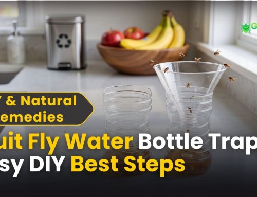 Fruit Fly Water Bottle Trap: 7 Easy DIY Steps That Work