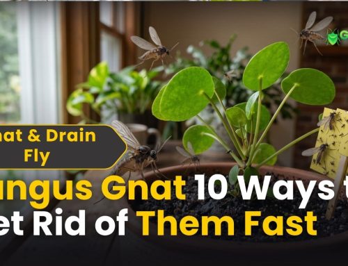 Fungus Gnat: 10 Powerful Ways to Get Rid of Them Fast