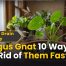 Fungus Gnat: 10 Ways to Get Rid of Them Fast