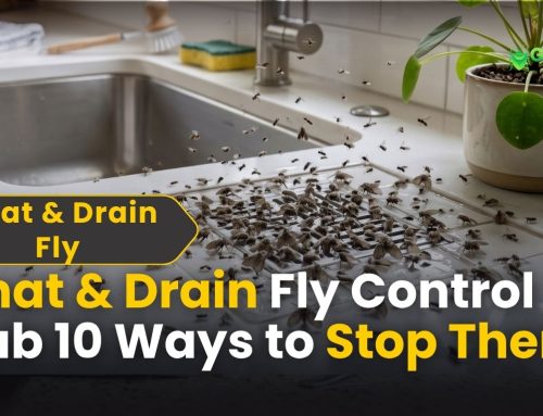 Gnat & Drain Fly Control: 10 Powerful Ways to Get Rid of Them
