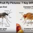 Gnat vs Fruit Fly Pictures 7 Key Differences to Know