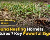 Good Lawn Maintenance with Pest Control 5 Ground Nesting Hornets Pictures 7 Key Powerful Signs