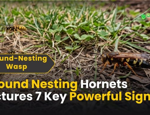 Ground-Nesting Hornets Pictures: 7 Essential Photos & Signs