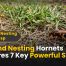 Ground Nesting Hornets Pictures 7 Key Powerful Signs
