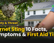 Good Lawn Maintenance with Pest Control 5 Hornet Sting: 10 Facts, Symptoms & First Aid Tips