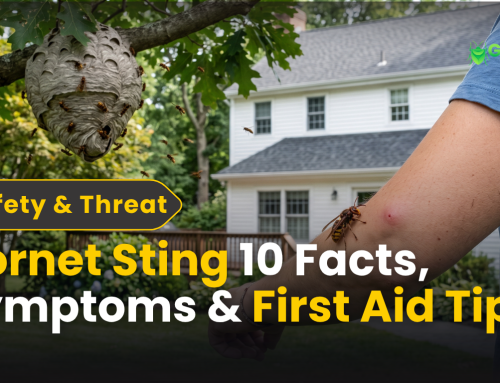 Hornet Sting: 10 Essential Facts, Symptoms & First Aid Tips