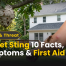 Hornet Sting: 10 Essential Facts, Symptoms & First Aid Tips 2 Hornet Sting: 10 Facts, Symptoms & First Aid Tips