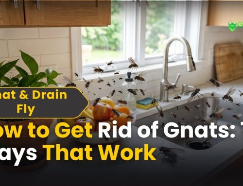 How to Get Rid of Gnats: 10 Powerful Ways That Work