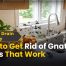 How to Get Rid of Gnats: 10 Powerful Ways That Work 2 How to Get Rid of Gnats 10 Ways That Work