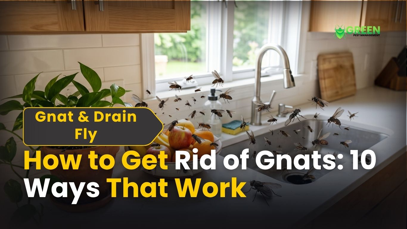 How to Get Rid of Gnats 10 Ways That Work