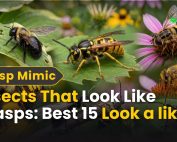 How do IPM programs work? 3 Insects That Look Like Wasps Best 15 Look a likes