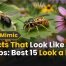 Insects That Look Like Wasps: 15 Amazing Lookalikes Explained 2 Insects That Look Like Wasps Best 15 Look a likes