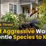 Least Aggressive Wasps: 10 Gentle Species You Should Know 2 Least Aggressive Wasps: 10 Gentle Species to Know