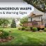 Most Dangerous Wasps: 10 Key Species & Warning Signs 2 Most Dangerous Wasps: 10 Species & Warning Signs