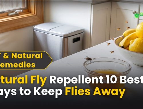 Natural Fly Repellent: 10 Powerful Ways to Keep Flies Away
