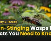 Good Lawn Maintenance with Pest Control 2 Non-Stinging Wasps 10 Facts You Need to Know