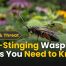 Non-Stinging Wasps: 10 Amazing Facts You Need to Know 2 Non-Stinging Wasps 10 Facts You Need to Know