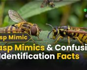 How do IPM programs work? 4 Wasp Mimics & Confusion: 10 Identification Facts