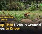 Good Lawn Maintenance with Pest Control 3 Wasp That Lives in Ground 7 Types to Know