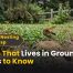 Wasp That Lives in Ground: 7 Key Types You Should Know 2 Wasp That Lives in Ground 7 Types to Know