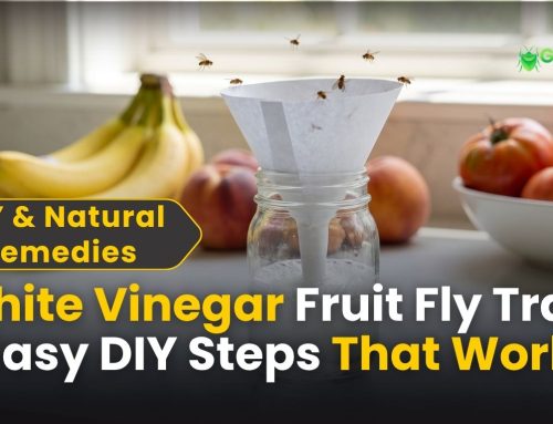 White Vinegar Fruit Fly Trap: 7 Easy DIY Steps That Work