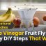 White Vinegar Fruit Fly Trap: 7 Easy DIY Steps That Work