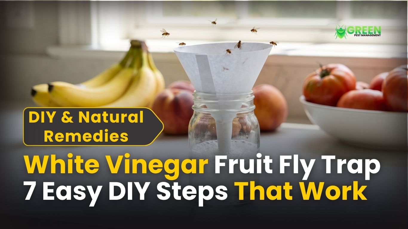 White Vinegar Fruit Fly Trap: 7 Easy DIY Steps That Work