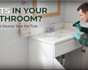 Good Lawn Maintenance with Pest Control 2 Ants in Bathroom Removal: Causes & Prevention Guide